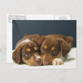 パップ ポストカード (正面/裏面)