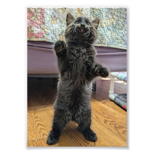 パツィー赤ちゃんグマ(でも大人) フォトプリント            (正面)