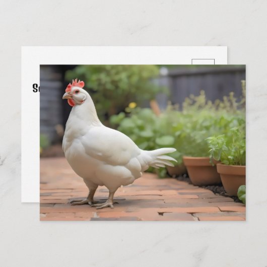 パティオの白いコニス シーズンポストカード (正面/裏面)