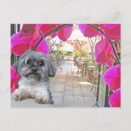 パティオカフェはがき ポストカード