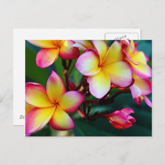 パトリシアプトラックブルーミングプルメリア葉書 ポストカード (正面/裏面)