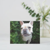 パトロール中のフランス ポストカード (スタンド正面)