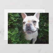 パトロール中のフランス ポストカード (正面/裏面)