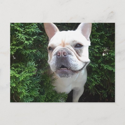 パトロール中のフランス ポストカード (正面)