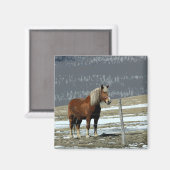 パドックのベルギー種挽馬マグネット マグネット (正面/裏面)