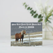 パドック荷車を引くハガキにベルギーの馬 ポストカード (スタンド正面)