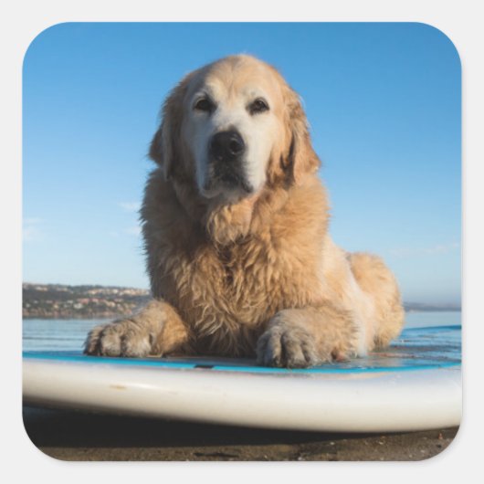 パドルボードに敷設されるゴールデンレトリバー犬 スクエアシール (正面)