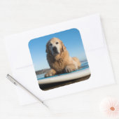 パドルボードに敷設されるゴールデンレトリバー犬 スクエアシール (封筒)