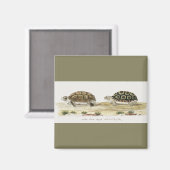 パドロウガメ マグネット (正面/裏面)