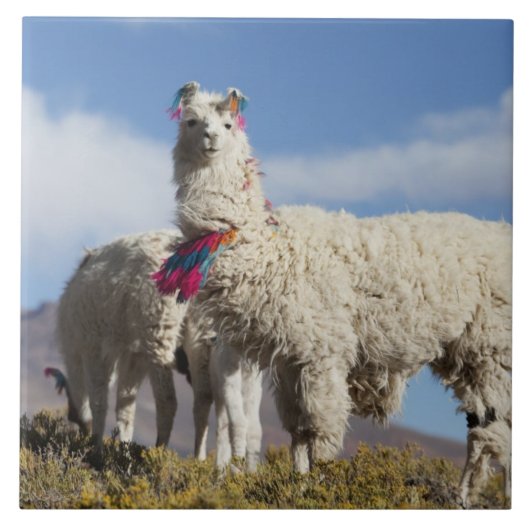 パナ飾、アンデス山脈のラマ群 タイル (正面)