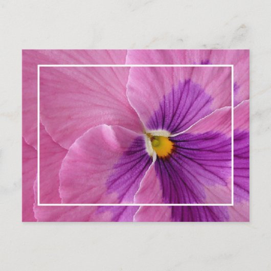 パニかわいらしーはがき ポストカード (正面)