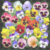 パニカラフルー表示コンター シール (正面)