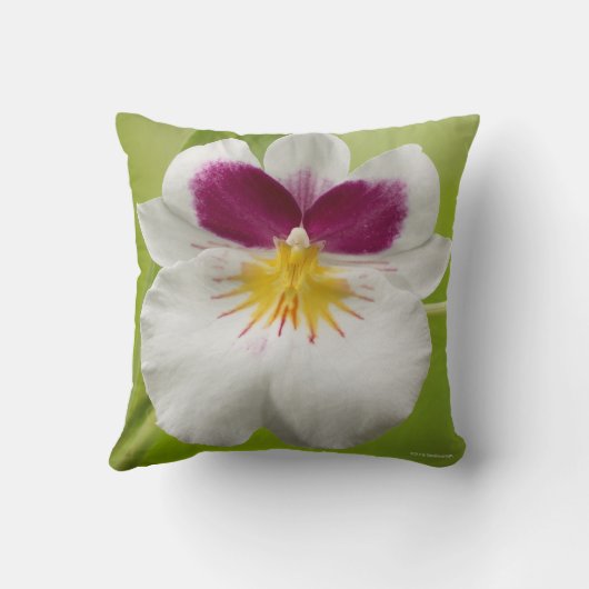 パニーズラン クッション (裏面)