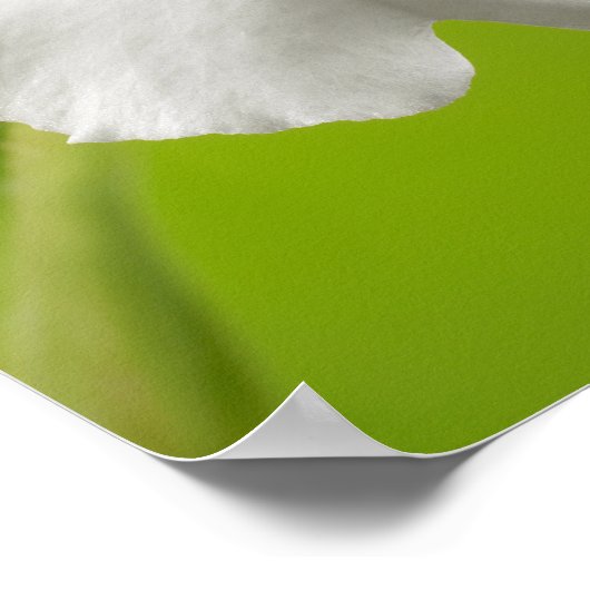 パニーズラン ポスター (角)