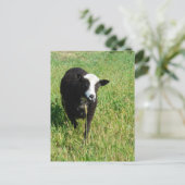 パニ ポストカード (スタンド正面)