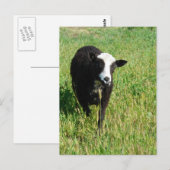 パニ ポストカード (正面/裏面)