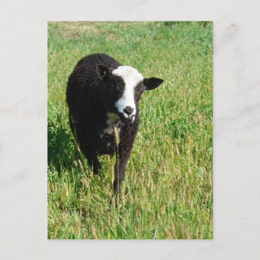 パニ ポストカード (正面)