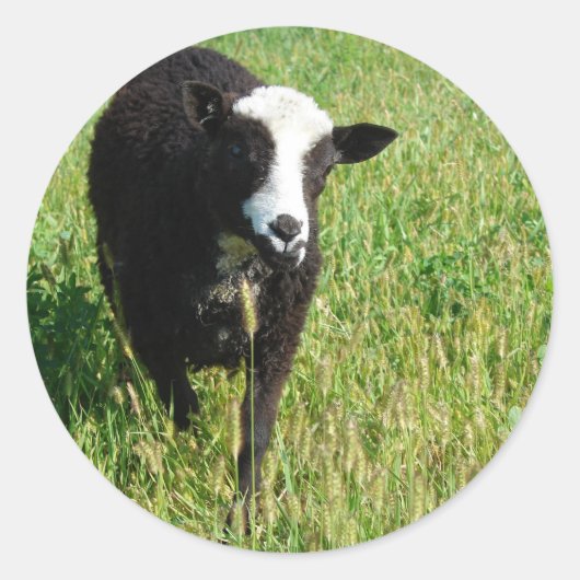 パニ ラウンドシール (正面)