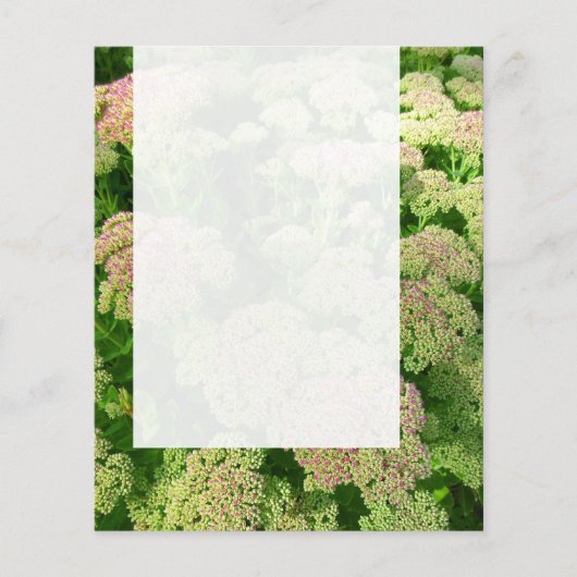 パネル0108 - Sedum "Autumn Joy" チラシ (正面)