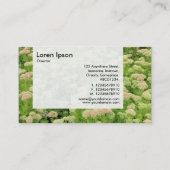 パネル – セダム（秋の喜び） 名刺 (裏面)