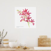 パハイオカランザパークサイド赤オーキッド水彩画 ポスター (キッチン)