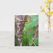パパの有刺鉄線 カード (黄色い花)