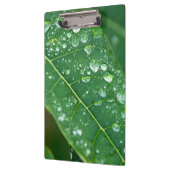パパイヤの葉に雨が降る クリップボード (左)