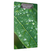 パパイヤの葉に雨が降る クリップボード (右)