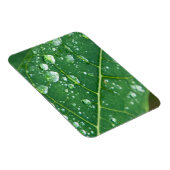 パパイヤの葉に雨滴 マグネット (右側)