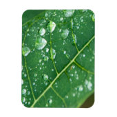 パパイヤの葉に雨滴 マグネット (縦)
