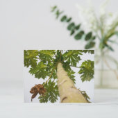 パパイヤ木、ナイジェリア ポストカード (スタンド正面)