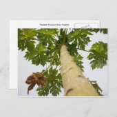 パパイヤ木、ナイジェリア ポストカード (正面/裏面)