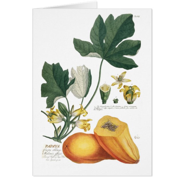 パパイヤ (正面)