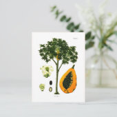 パパイヤ（パパイヤ） ポストカード (スタンド正面)