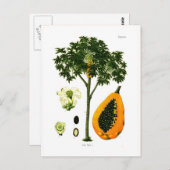 パパイヤ（パパイヤ） ポストカード (正面/裏面)