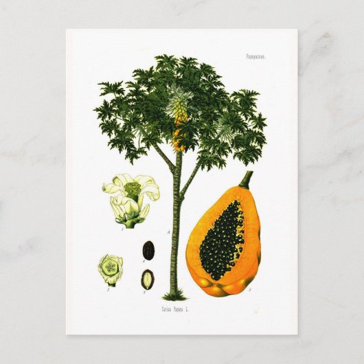 パパイヤ（パパイヤ） ポストカード (正面)