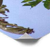 パパイヤ ポスター (角)