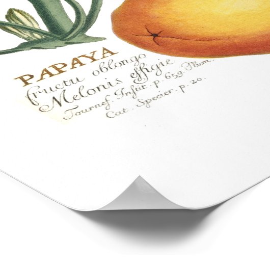 パパイヤ ポスター (角)