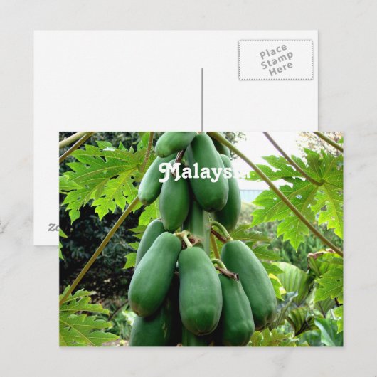 パパイヤ ポストカード (正面/裏面)