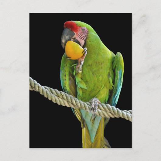 パパギー – ポストカルテン ポストカード (正面)