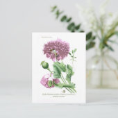 パパバーソンミフェラム ポストカード (スタンド正面)