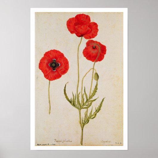 パパバールローズ、c.1568 ポスター (正面)