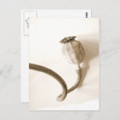 パパベロセコ乾燥したポピー ポストカード (正面/裏面)