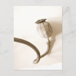 パパベロセコ乾燥したポピー ポストカード