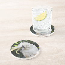 パパラッチフレンドリーでオウム鳥の波が鳴く