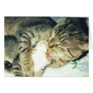 パパ猫および彼の子ネコ