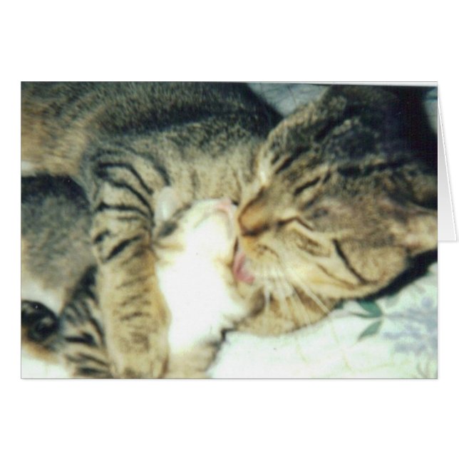 パパ猫および彼の子ネコ (正面横)