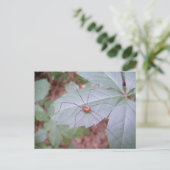 パパ・ロング・レッグ ポストカード (スタンド正面)