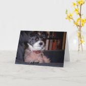 パピメリーヤック犬アンナ カード (黄色い花)