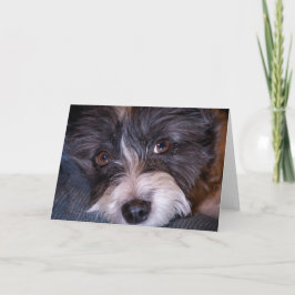 パピメリーヤック犬アンナ カード